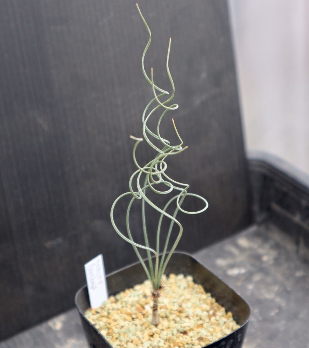 べルティシラータ Piketberg