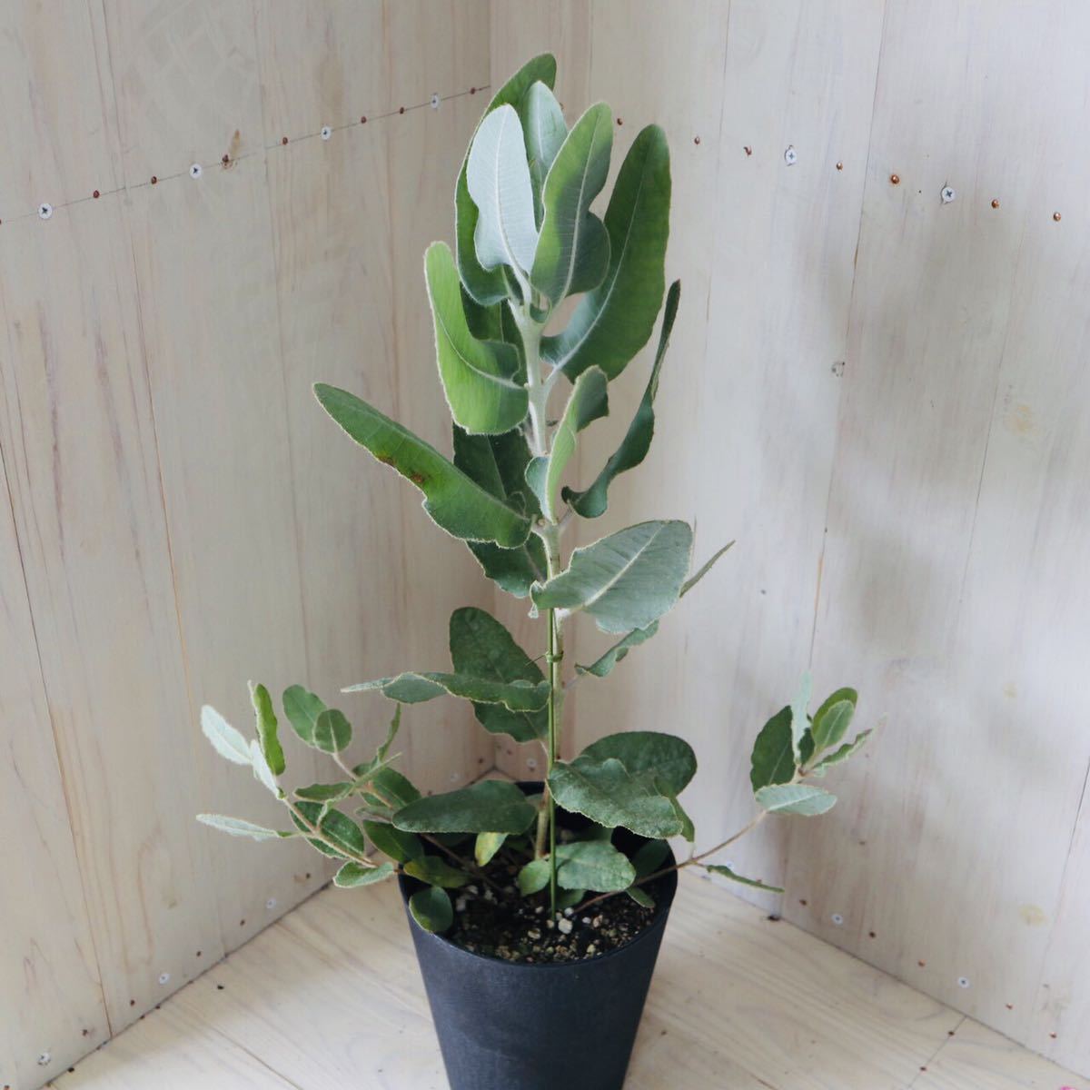 新品 ユーカリ プレウロカルパ 5号鉢 送料無料 の落札情報詳細 ヤフオク落札価格情報 オークフリー スマートフォン版