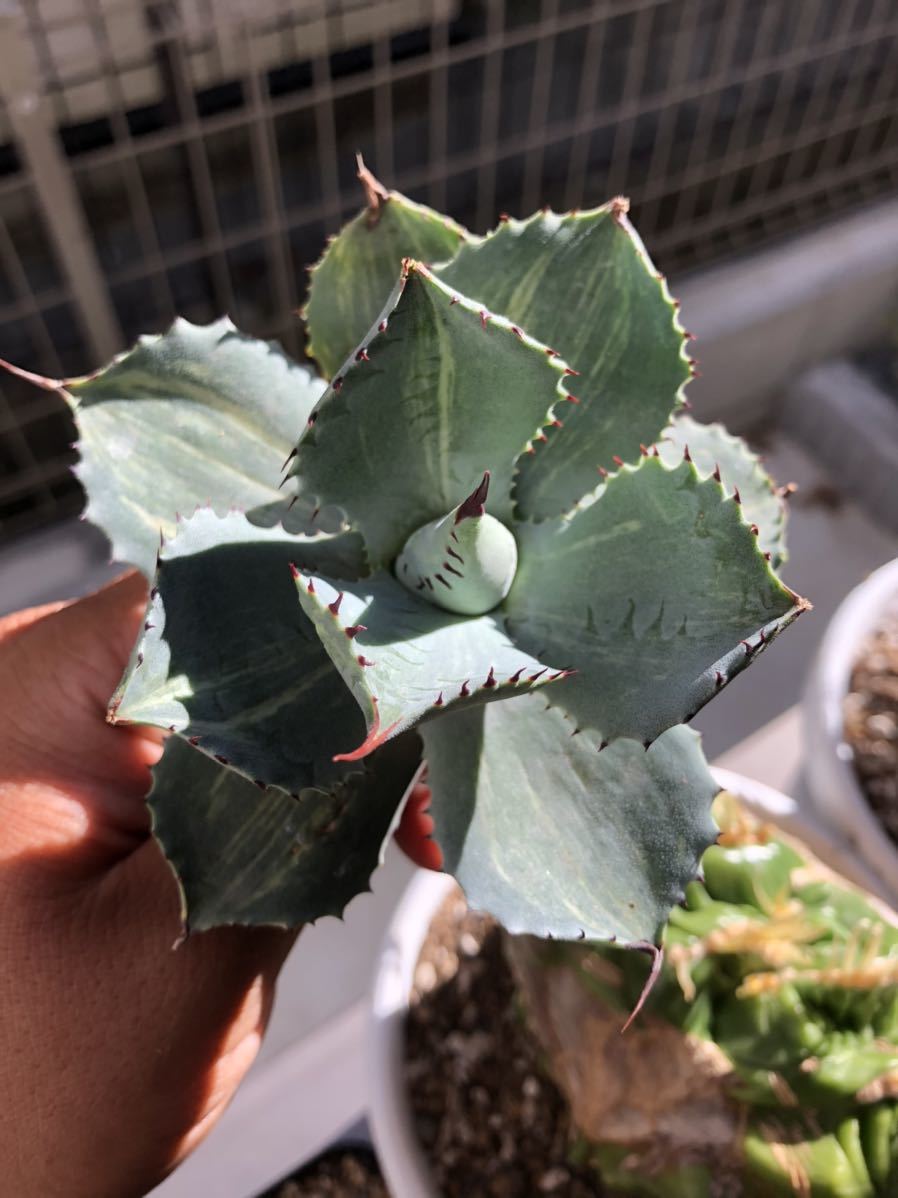 多肉植物アガべ三宅雷神縞斑 Agave potatorum.var台湾輸入稀少株の落札