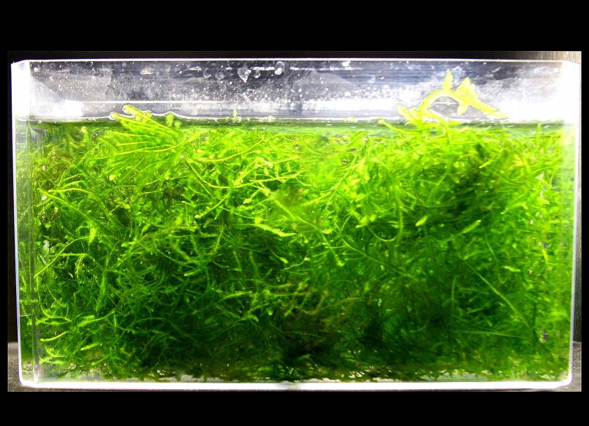 新品 ジャイアント 南米ウィローモス 無農薬 の落札情報詳細 ヤフオク落札価格情報 オークフリー スマートフォン版