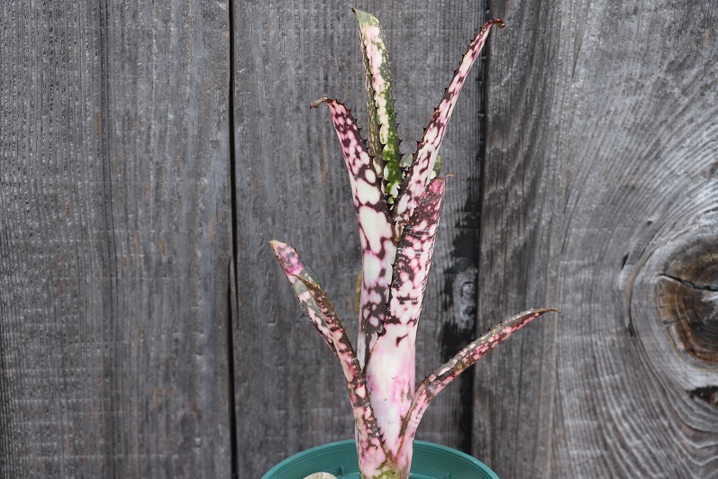 新品】AmazonicoBillbergia Kolan Shark Attackビルバージア