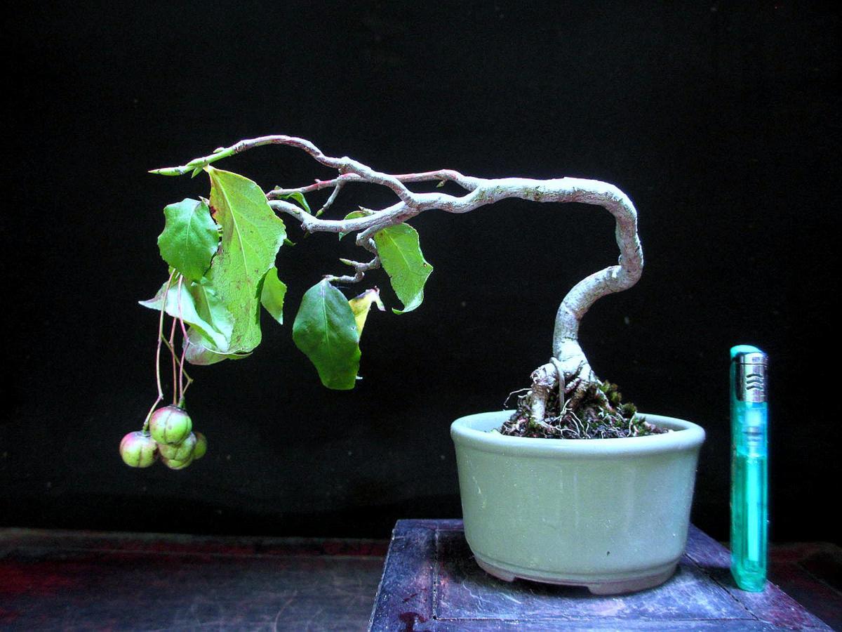 新品 福助 吊花まゆみ ツリバナマユミ 下より１５ 実付き 幹曲 小品 素材 ９ｂ２３５０４ の落札情報詳細 ヤフオク落札価格情報 オークフリー スマートフォン版