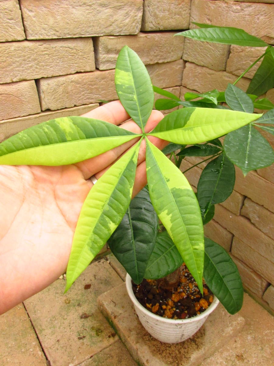 新品 パキラ グラブラ 接ぎ無し斑入り の落札情報詳細 ヤフオク落札価格情報 オークフリー スマートフォン版