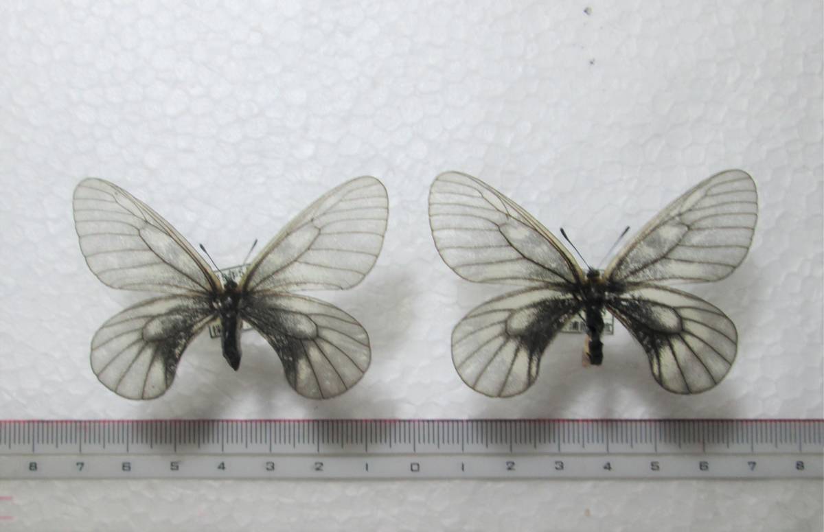 蝶標本 ウスバシロチョウ 黒化型 滋賀県産 1ペアの落札情報詳細