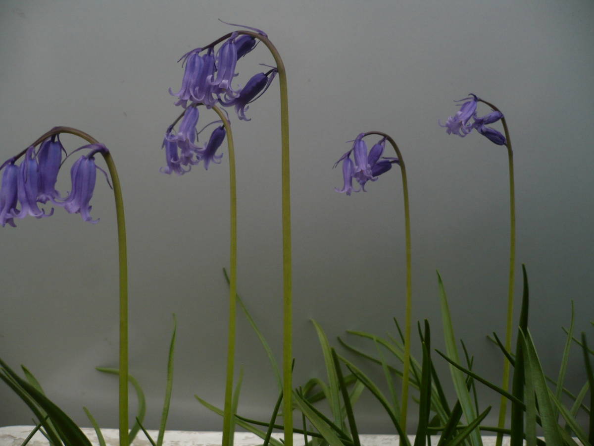 新品 ベルギー産 イングリッシュブルーベル 3球 送料込み の落札情報詳細 ヤフオク落札価格情報 オークフリー スマートフォン版