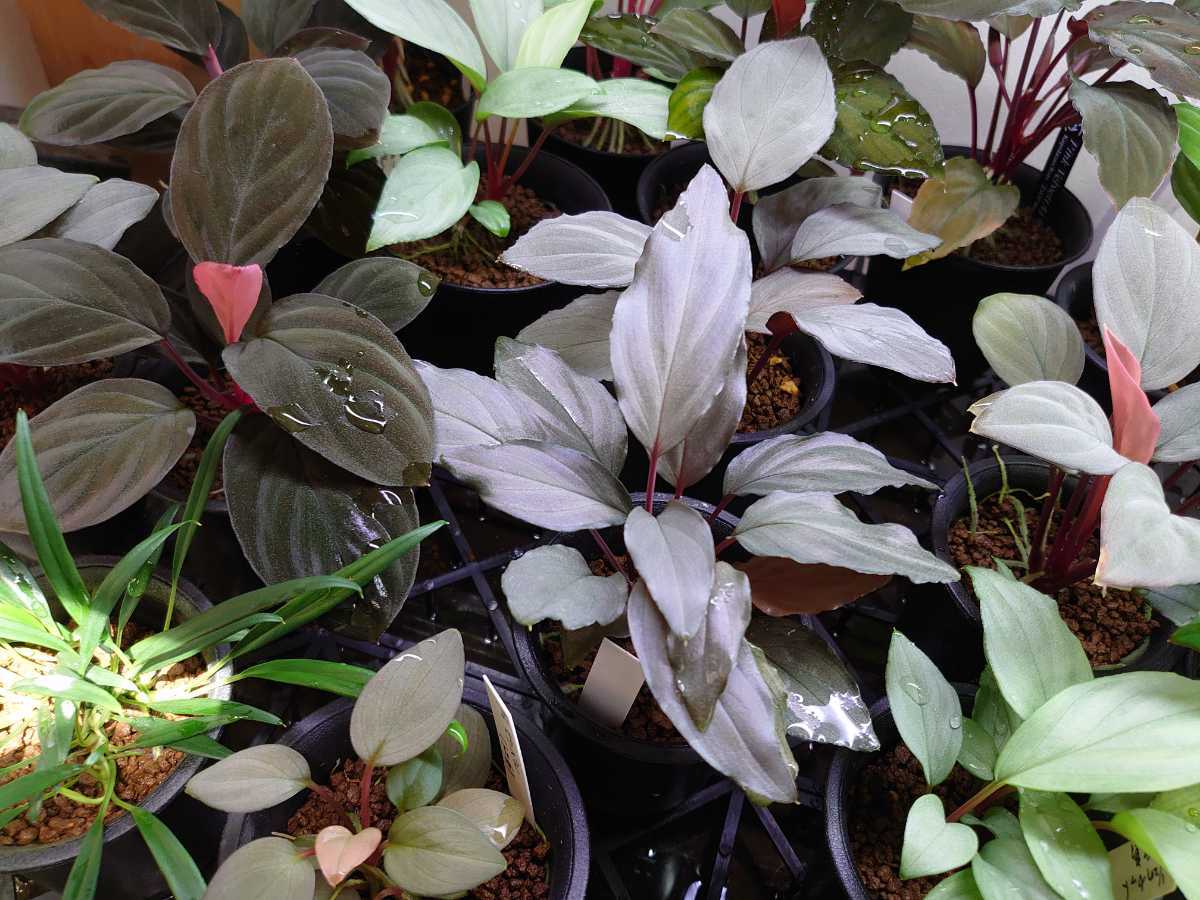 ホマロメナブラックメタリック1と3とシルバー 【公式通販】