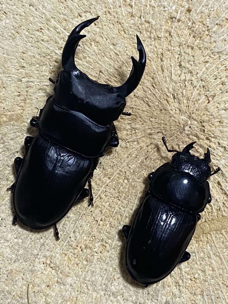 天然オオクワガタペア 長野県産