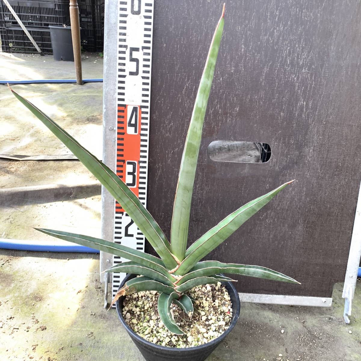 新品 サンスベリア ロブスタ Sansevieria Robstar 観葉植物 多肉植物 サンセベリア の落札情報詳細 ヤフオク落札価格情報 オークフリー スマートフォン版