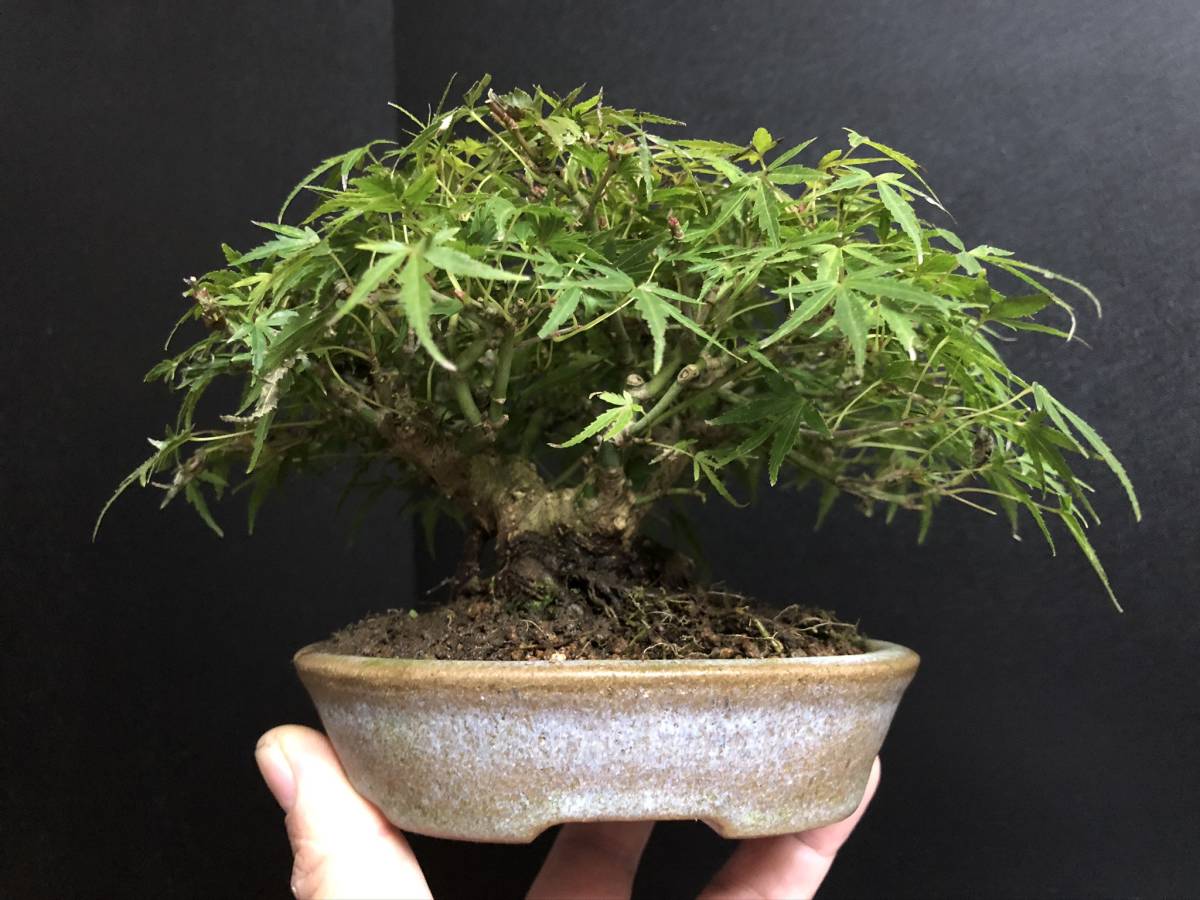 紅葉盆栽 織姫 モミジ 小品盆栽 太幹 株立ち 樹高10.5cmの落札情報詳細