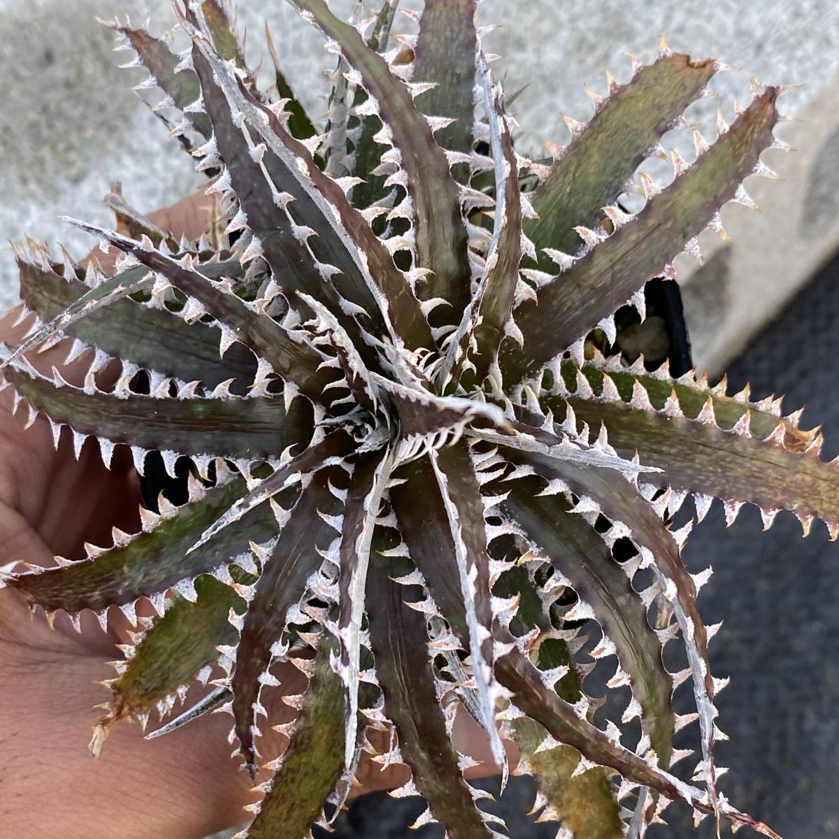 Dyckia tracking code AAA × Stone ディッキア AAA × ストーン 1の落札