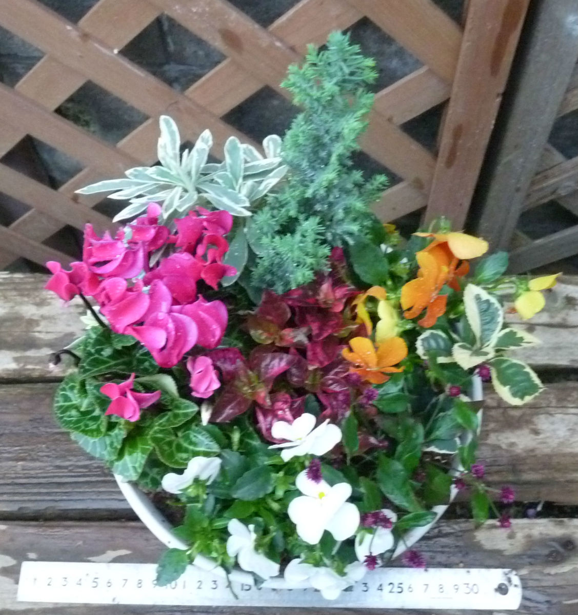 新品 冬の寄せ植え コニファー ガーデンシクラメン アルテルナンテラ ビオラ 同梱可能 の落札情報詳細 ヤフオク落札価格情報 オークフリー スマートフォン版