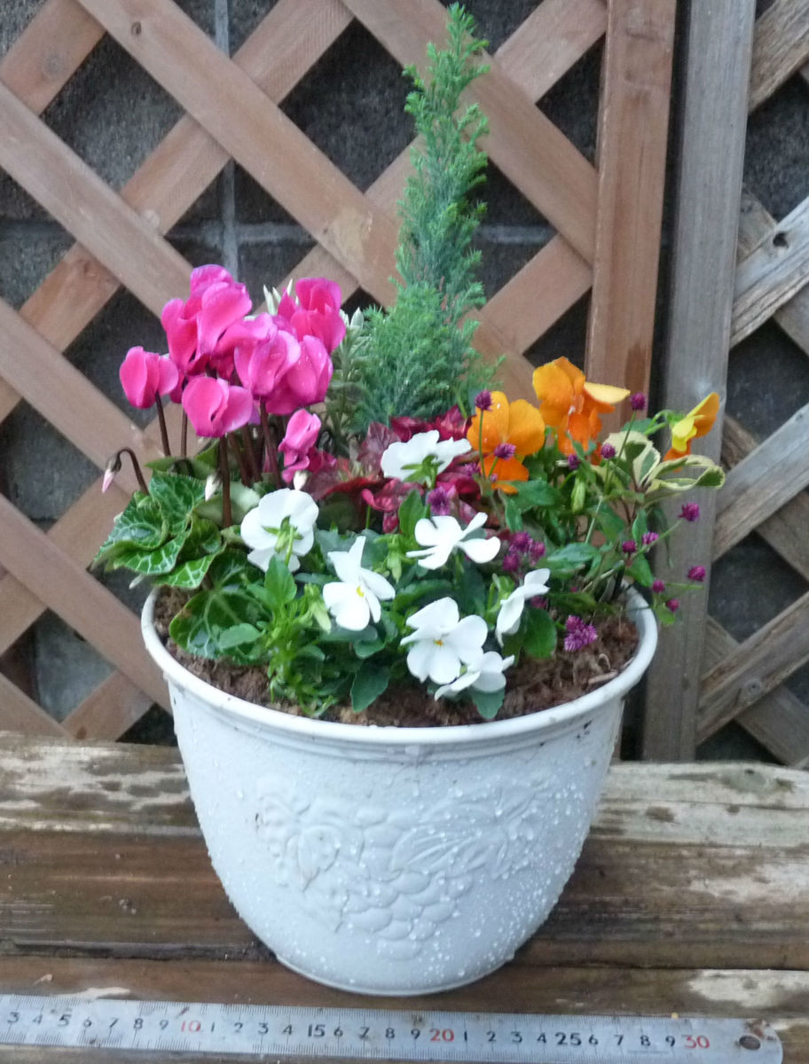 新品 冬の寄せ植え コニファー ガーデンシクラメン アルテルナンテラ ビオラ 同梱可能 の落札情報詳細 ヤフオク落札価格情報 オークフリー スマートフォン版