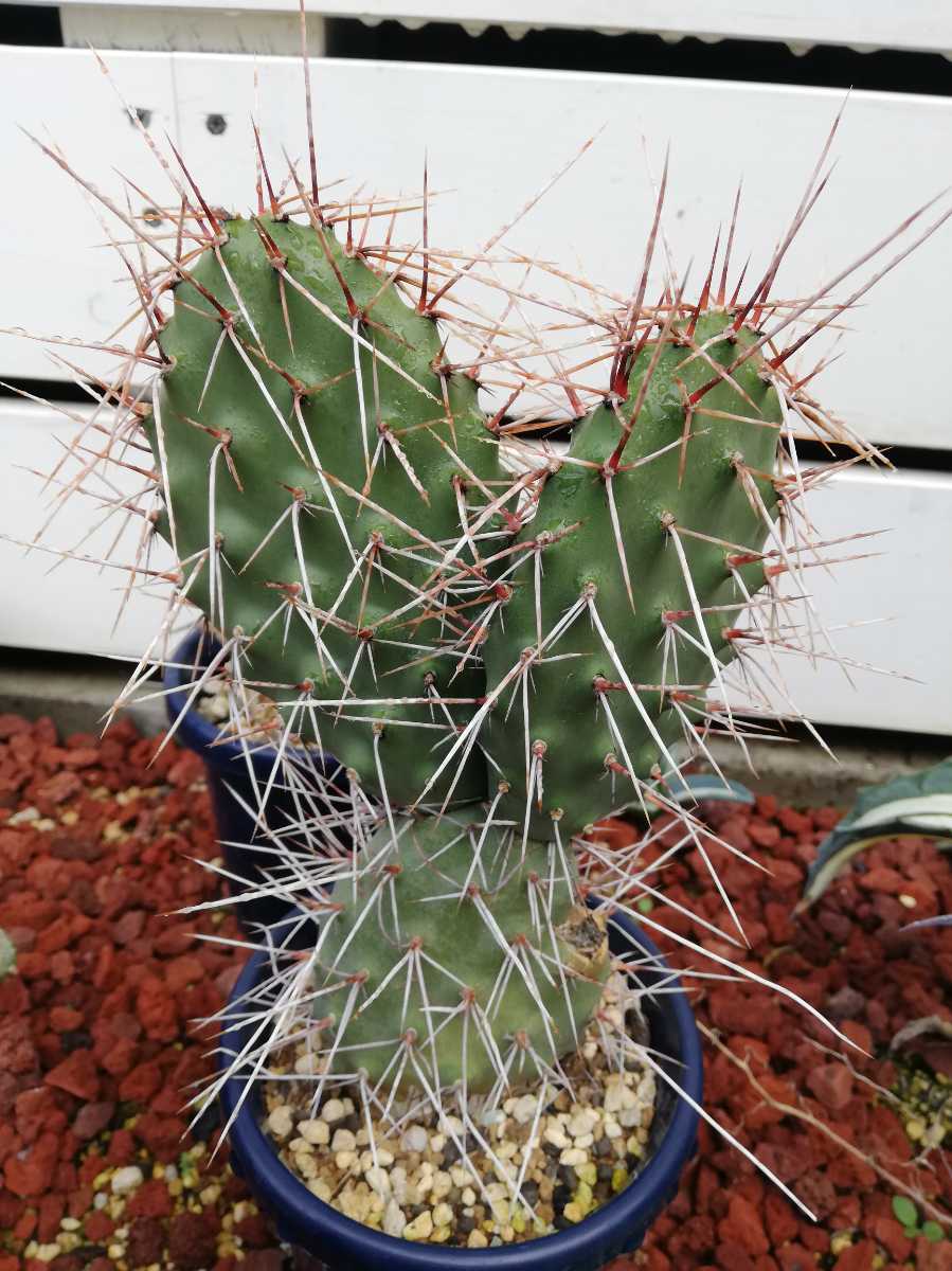 Opuntia sulphrea】オプンチア・スルフレア 長刺 団扇サボテン ウチワ