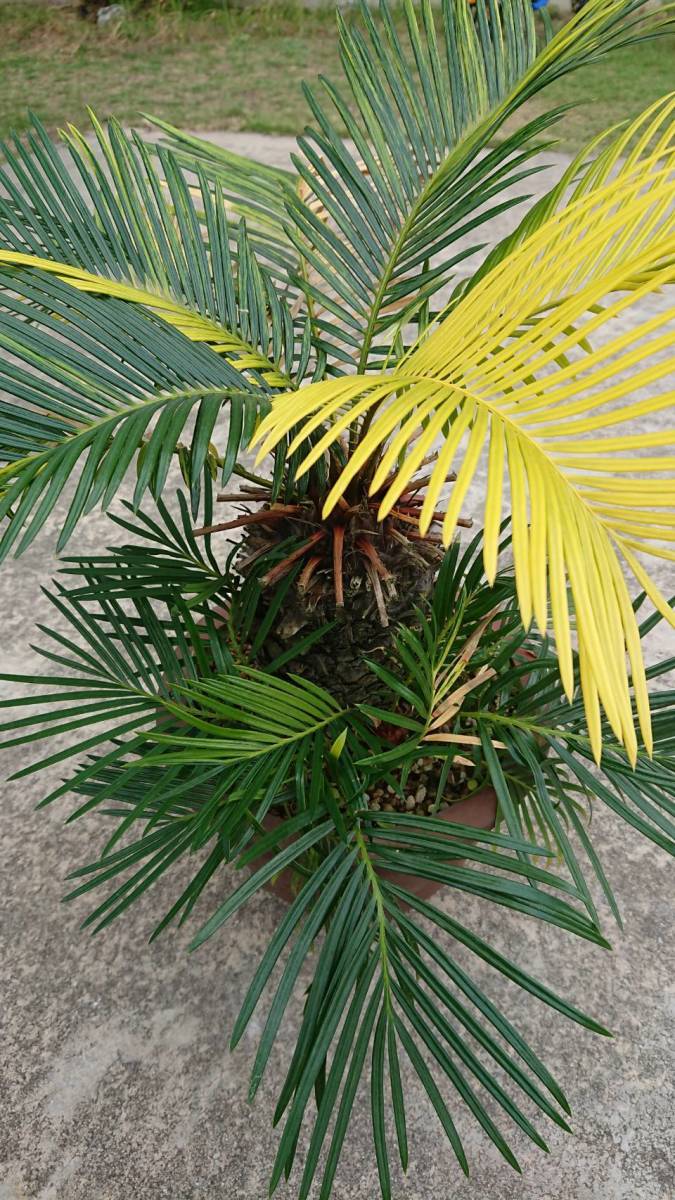 蘇鉄レボルタ(ソテツ)[斑入りの子球] カキコ 観葉植物 山野草 サイカス