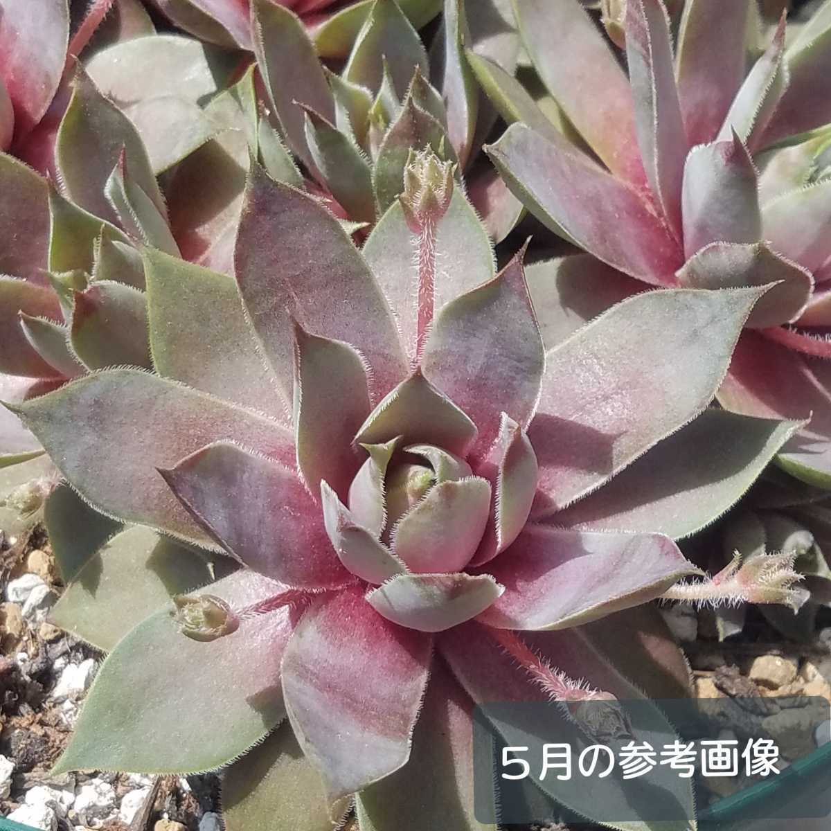 ☆ミズリーローズ*センペルビウム*多肉植物☆カット苗の落札情報詳細
