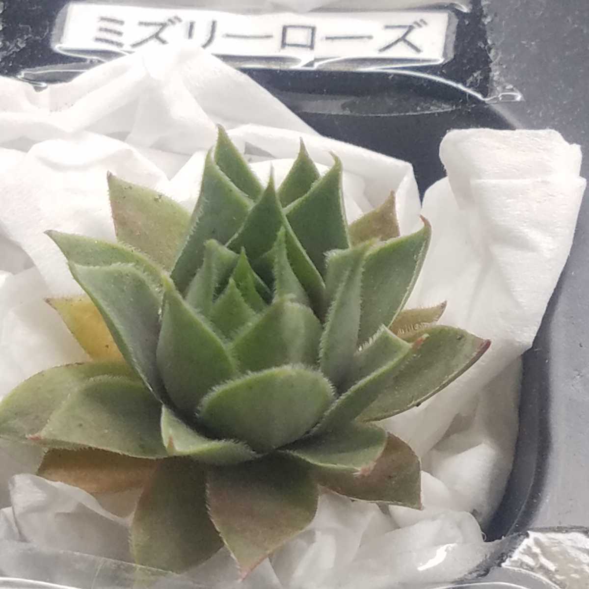 センペルビウム ミズリーローズ 日本花キ流通 grセンペルビウム