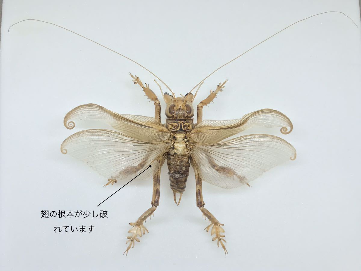 マキバネコロギス　標本 Yahoo!オークション - 昆虫標本 超希少 マキバネコロギス