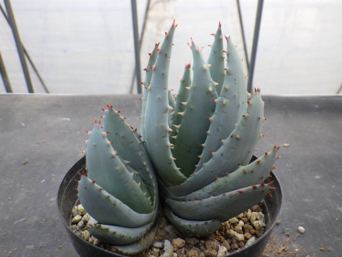 アロエ ペグレラエ Aloe Peglerae 3 5号鉢植え 1 の落札情報詳細 ヤフオク落札価格情報 オークフリー スマートフォン版