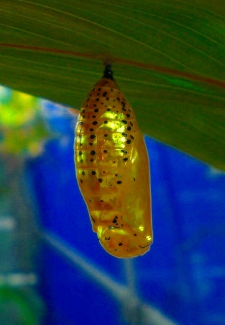 沖縄発 オオゴマダラ 黄金のサナギ ３個 の落札情報詳細 ヤフオク落札価格情報 オークフリー スマートフォン版