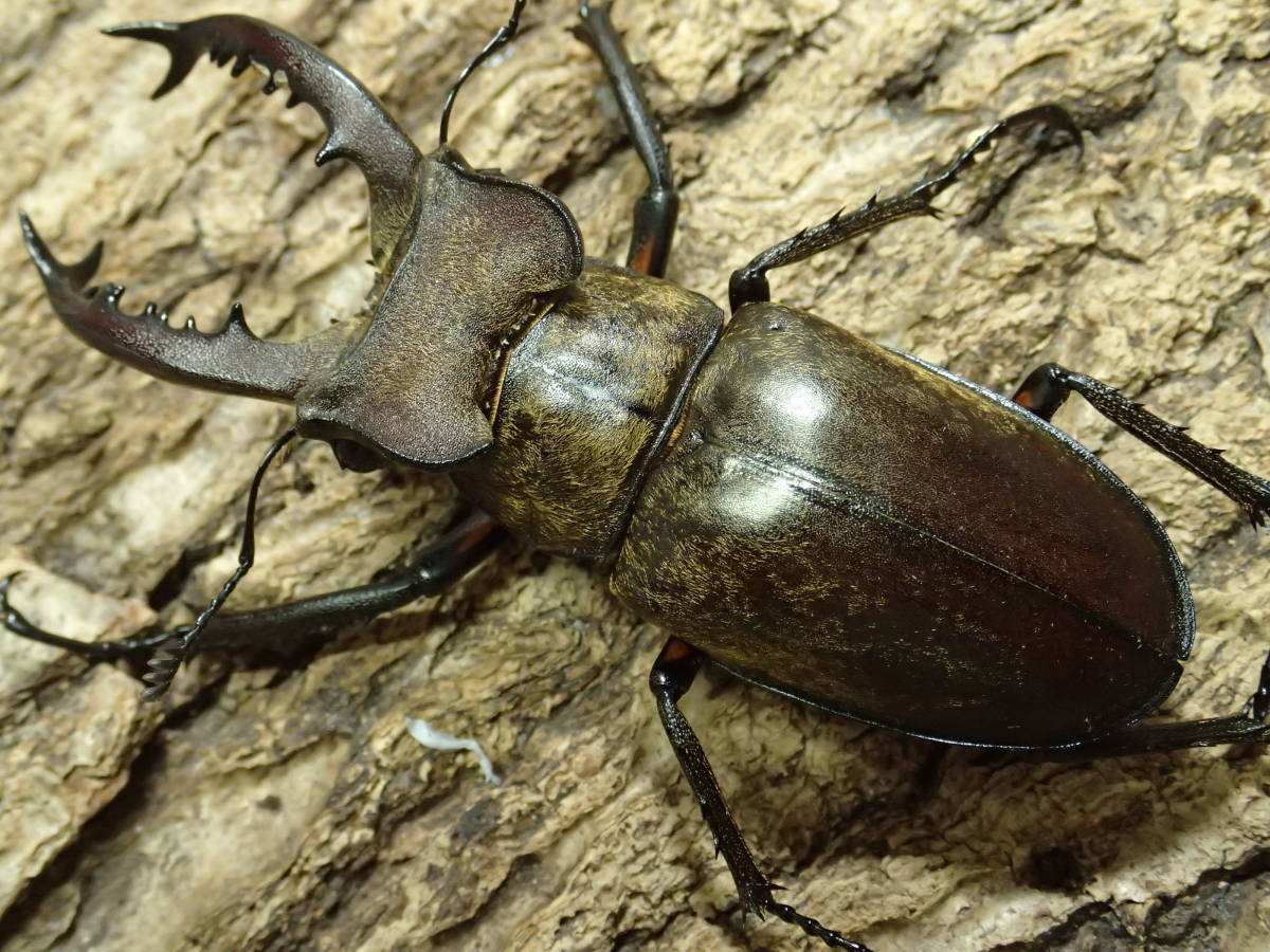新品】タカサゴミヤマクワガタ ♂63mm ♀40、41mm 1♂2♀ タカサゴ