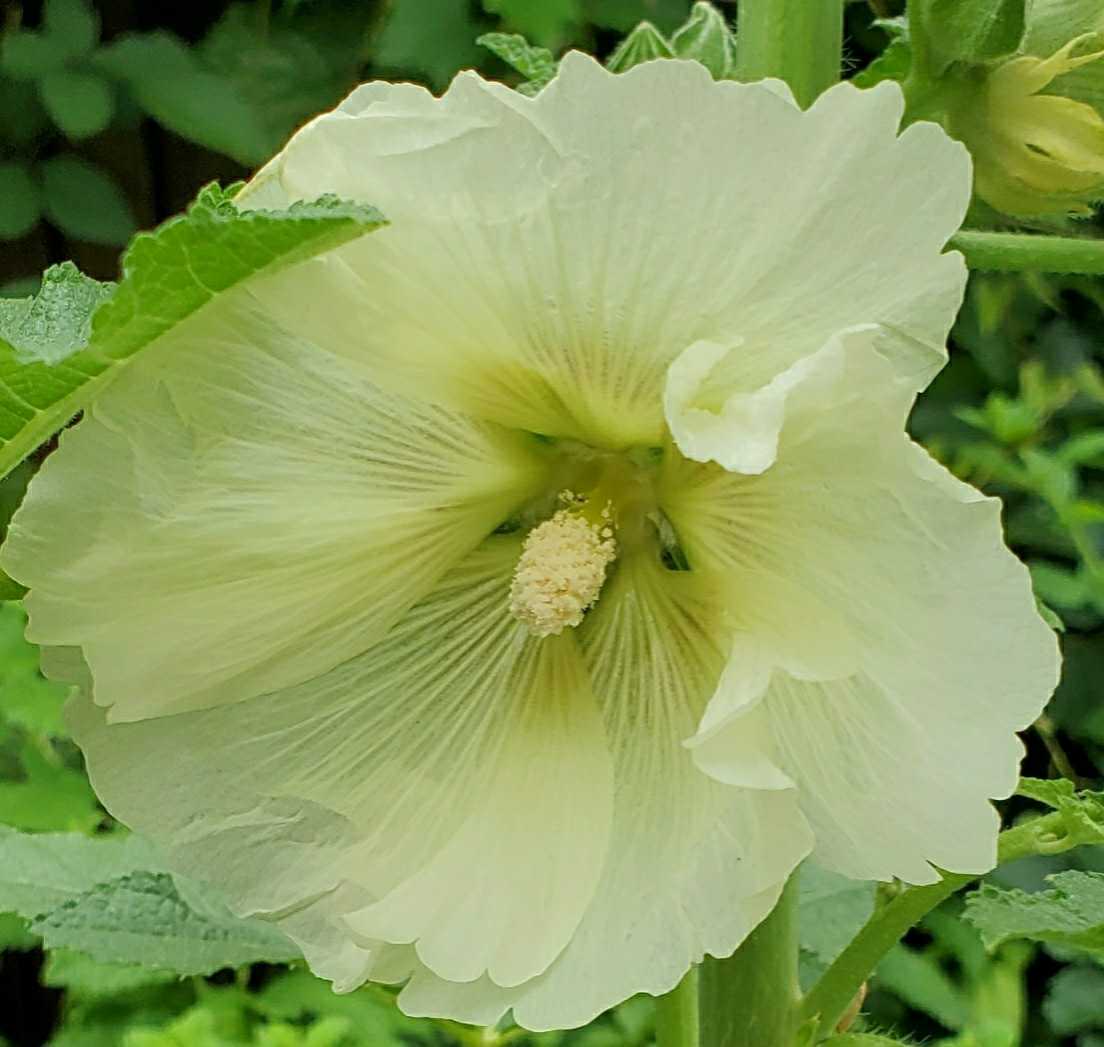 新品 タチアオイ 粒 種ホリホック 薄い黄色 アオイ科 宿根草 7月採取 同梱歓迎 の落札情報詳細 ヤフオク落札価格情報 オークフリー スマートフォン版