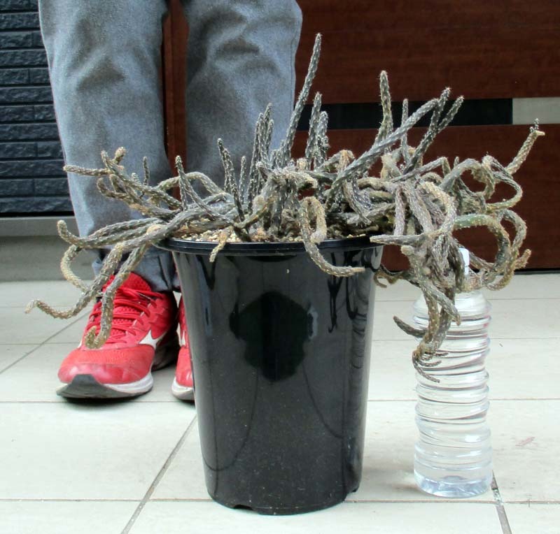 現品】塊根系サボテン プテロカクタス・黒竜（こくりゅう） 7号 K8番