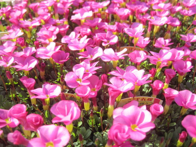 新品 オキザリス苗 桃の輝き 10 5cmポット めっちゃカワイイ 球根植物 よく増えます の落札情報詳細 ヤフオク落札価格情報 オークフリー スマートフォン版