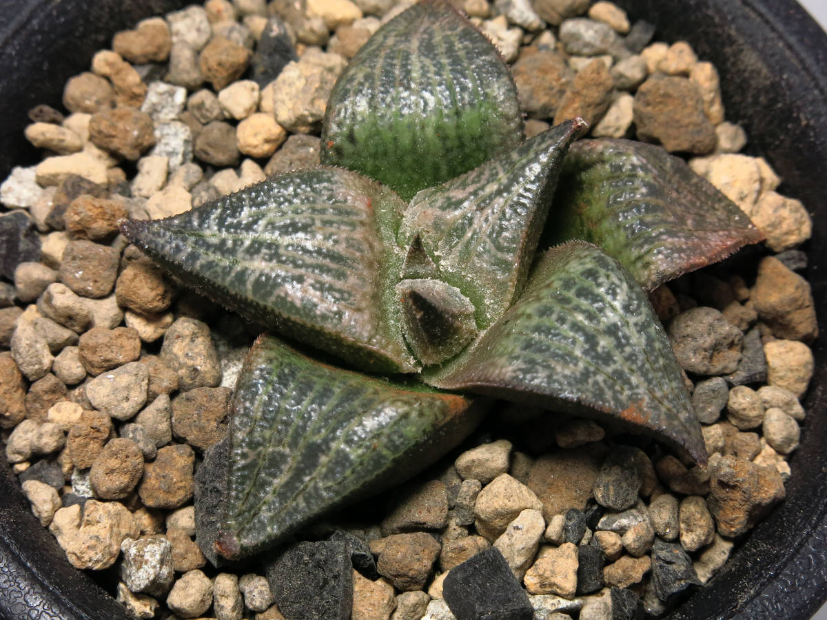 BP』ハオルチア マルキシー H.marxii GM623 Drielingskloof SE of