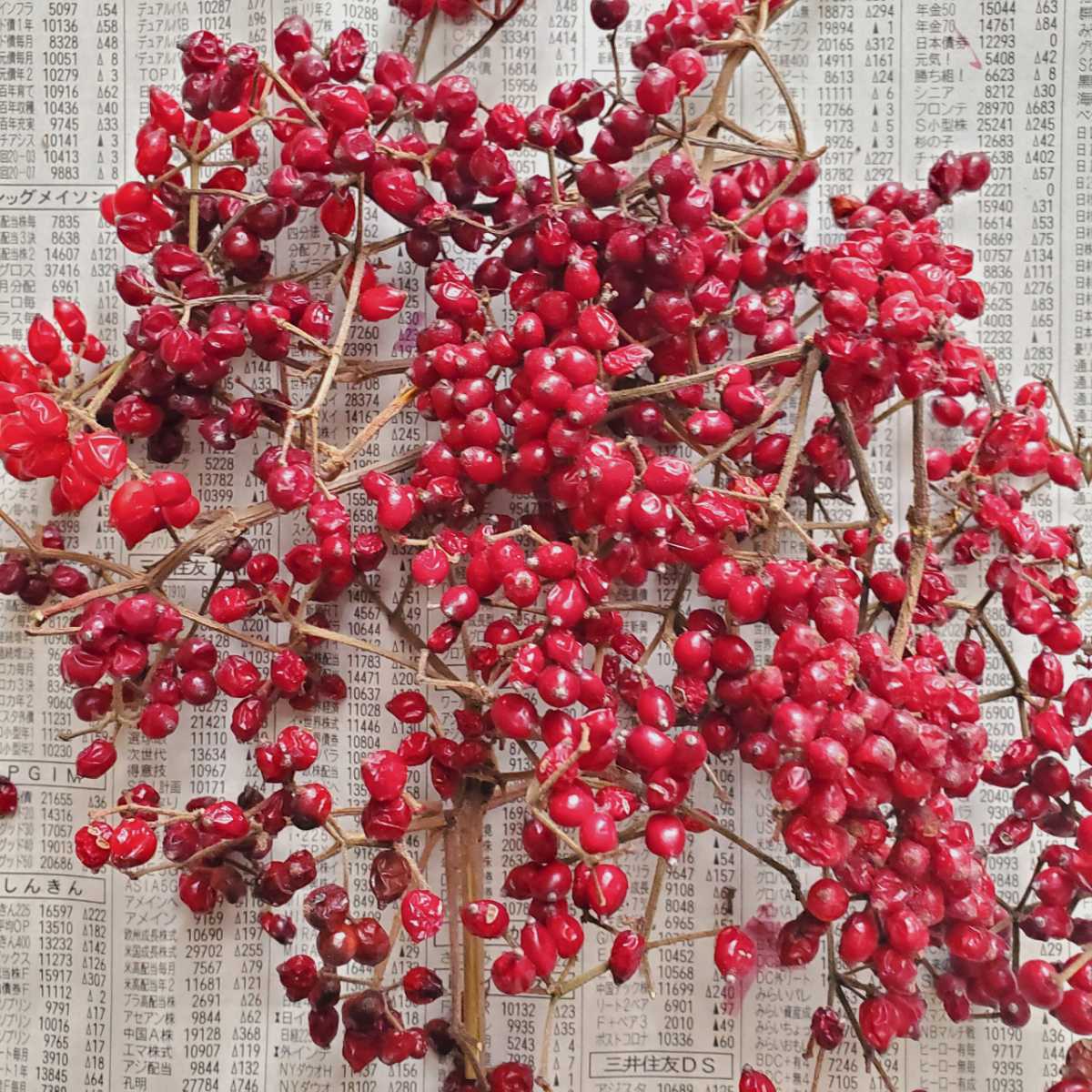 新品 ガマズミ 実 種 ドライフラワー リース アレンジ 木の実 素材 ハーバリウム 現品出品 1 の落札情報詳細 ヤフオク落札価格情報 オークフリー スマートフォン版