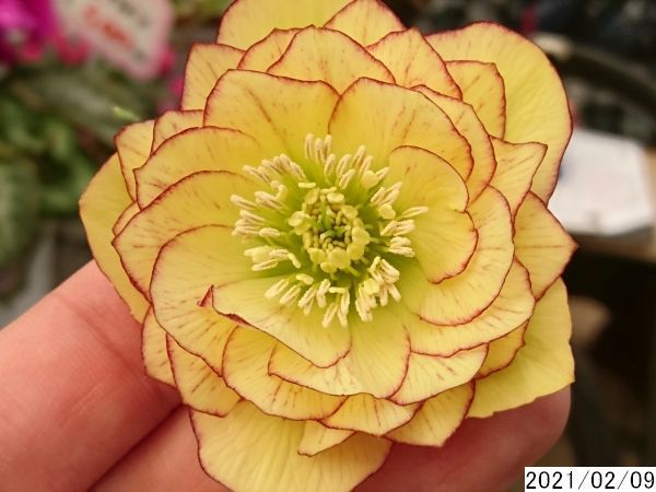 有名ブランド 開花株5号 花2ガク0蕾4 クリスマスローズ 超多弁 植物 観葉植物 Nicholaskralev Com