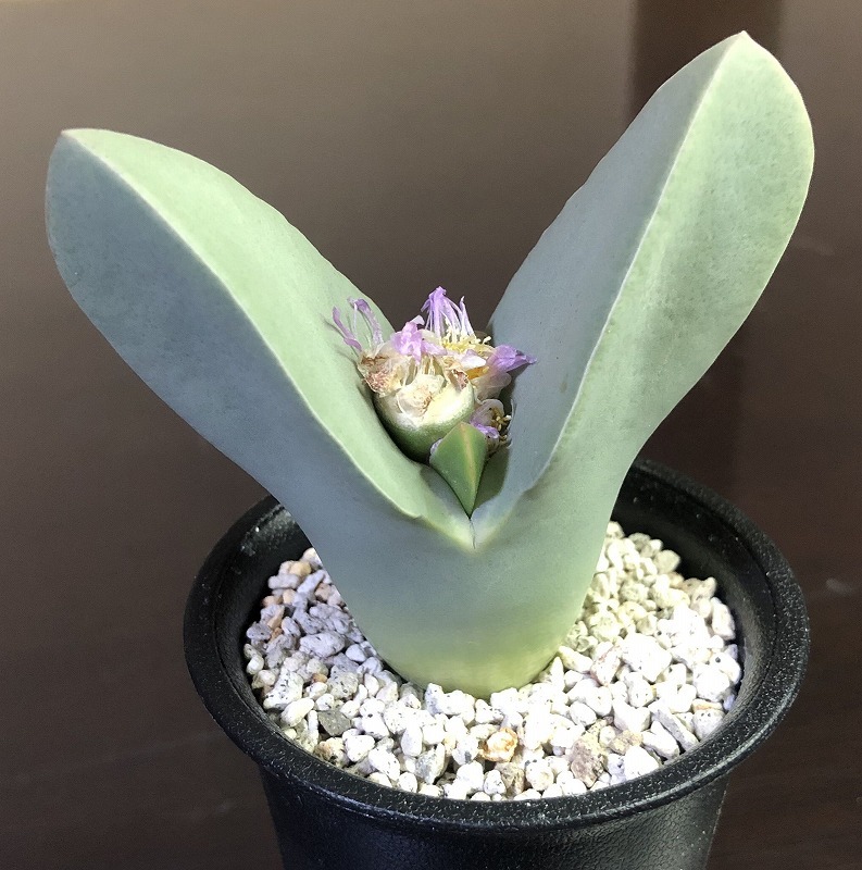 翼 Conophytum (Herreanthus) meyeri コノフィツム Conophytum 多肉