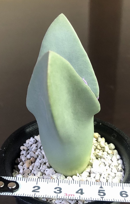 翼 Conophytum (Herreanthus) meyeri コノフィツム Conophytum 多肉
