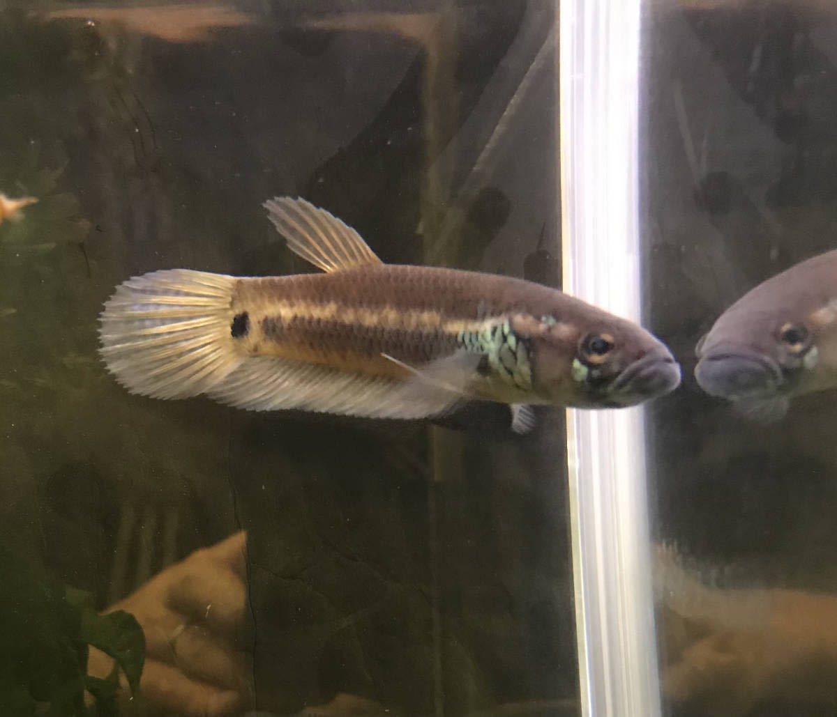 ワイルドベタ　ユニマクラータ　稚魚　5匹
セット ベタ・ユニマクラータの飼育・繁殖情報 – アクアトーチ