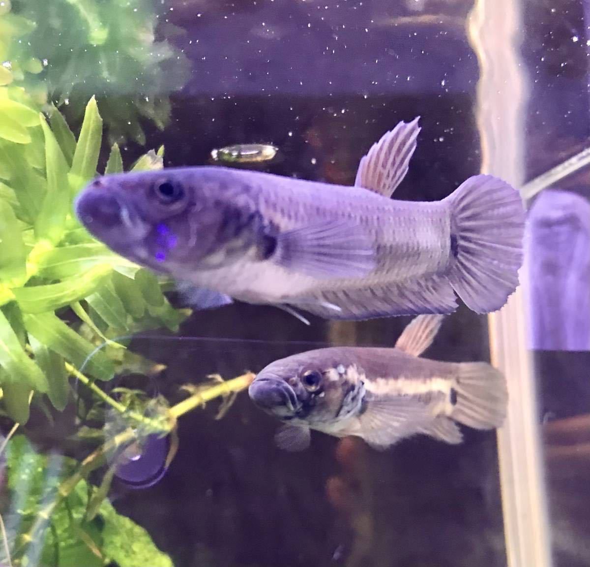 ワイルドベタ　ユニマクラータ　稚魚　5匹
セット ベタ・ユニマクラータの飼育・繁殖情報 – アクアトーチ