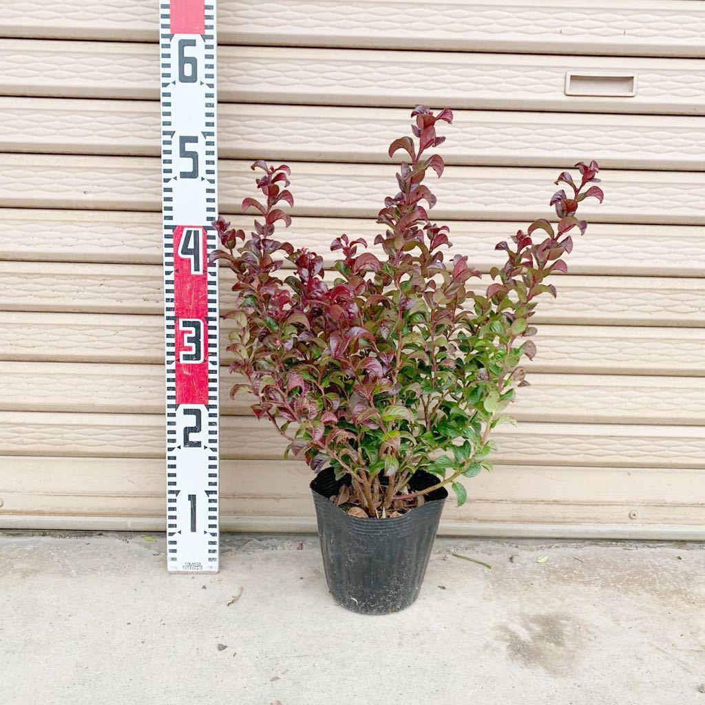 新品 カーリーレッド 約 60cm ツツジ科 常緑低木 西洋イワナンテン アメリカイワナンテン の落札情報詳細 ヤフオク落札価格情報 オークフリー スマートフォン版