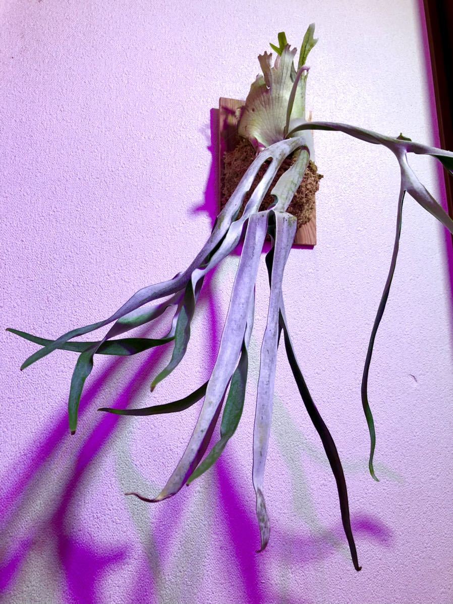 P Veitchii コウモリラン ベイチー ビーチー 特大サイズ板付 の落札情報詳細 ヤフオク落札価格情報 オークフリー スマートフォン版