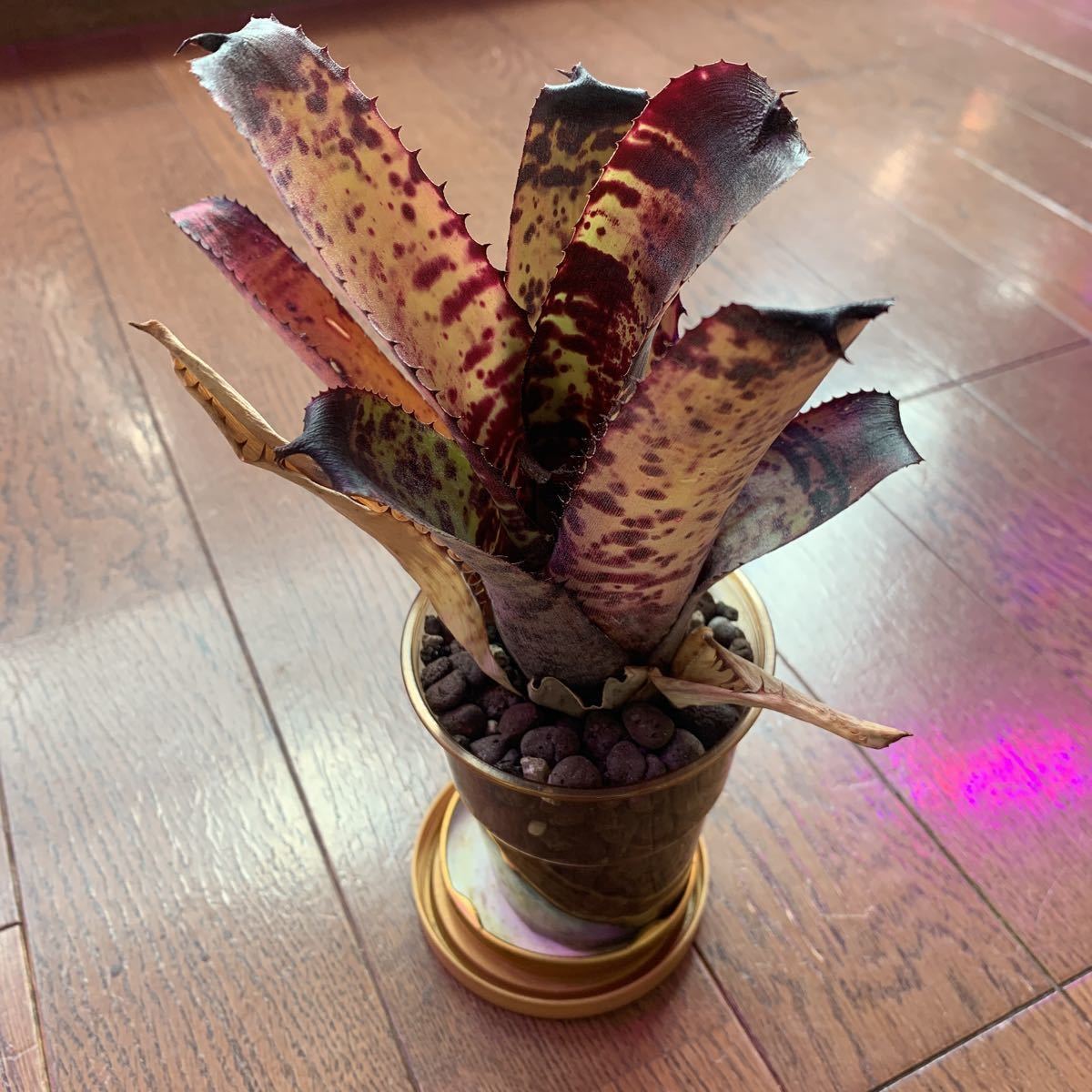 ネオレゲリア カルカロドン レインボー Neoregelia carcharodon