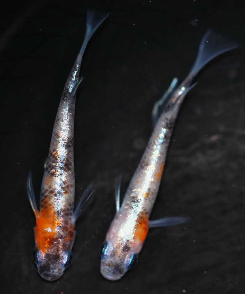 《広島めだかの里》雅三色体外光 ☆1ペア☆ めだか☆ 広島めだかの里》雅三色ラメ体外光 ☆1ペア☆ めだか