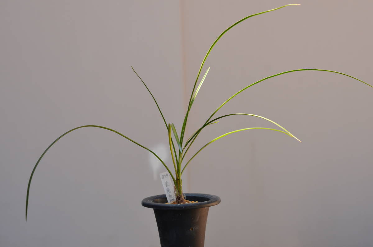 中国春蘭 　　朶々香　　　白花　　　雲南白蝶　　　　山野草　 中国春蘭 白雲 : 蘭万園日記