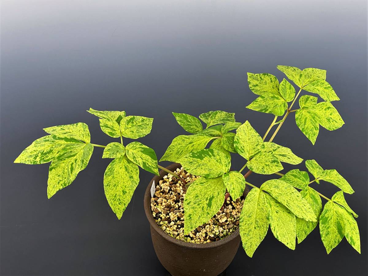 山野草ヤマシャクヤク黄聖錦原木割り株 山野草ヤマシャクヤク黄聖錦原木割り株