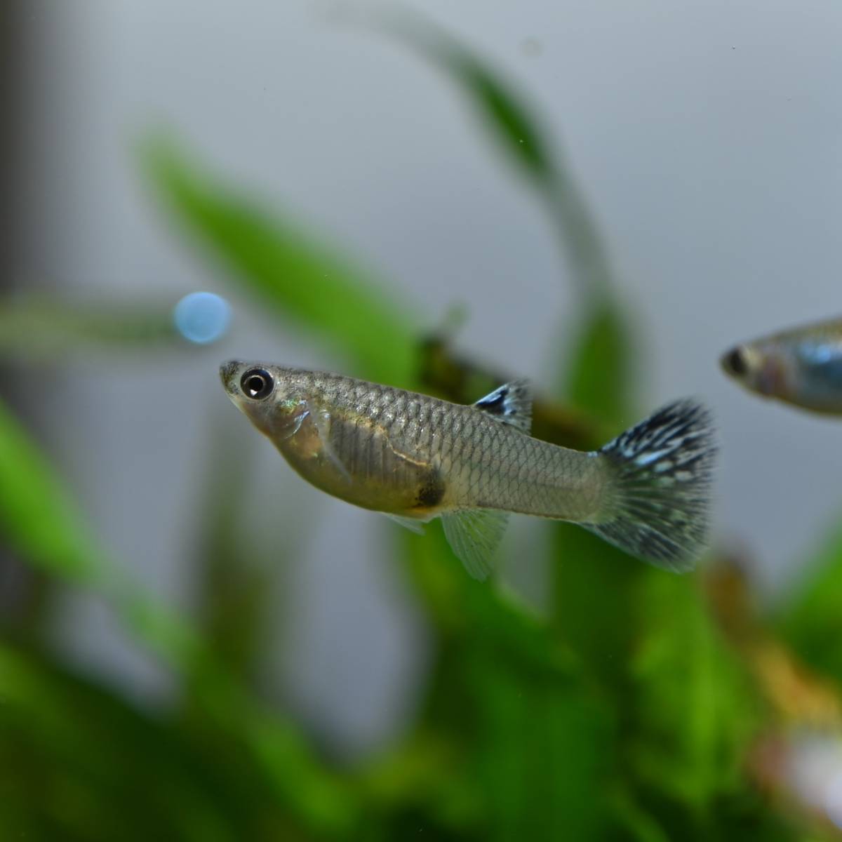 新品 熱帯魚 国産グッピー ブルーグラス 約3 １ペア の落札情報詳細 ヤフオク落札価格情報 オークフリー スマートフォン版