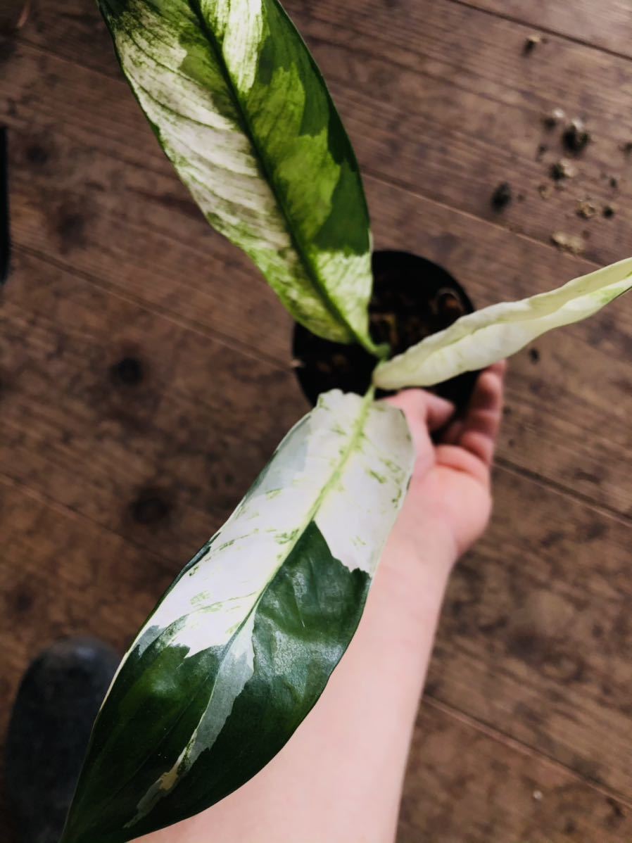 希少⭐︎ スパティフィラム ピカソ スパティフィラム⭐︎ピカソ