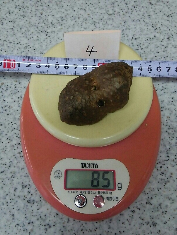 新品 宇宙芋４ エアーポテト 種芋 すぐに植え付けok 検索 緑のカーテン 珍しい野菜苗 の落札情報詳細 ヤフオク落札価格情報 オークフリー スマートフォン版