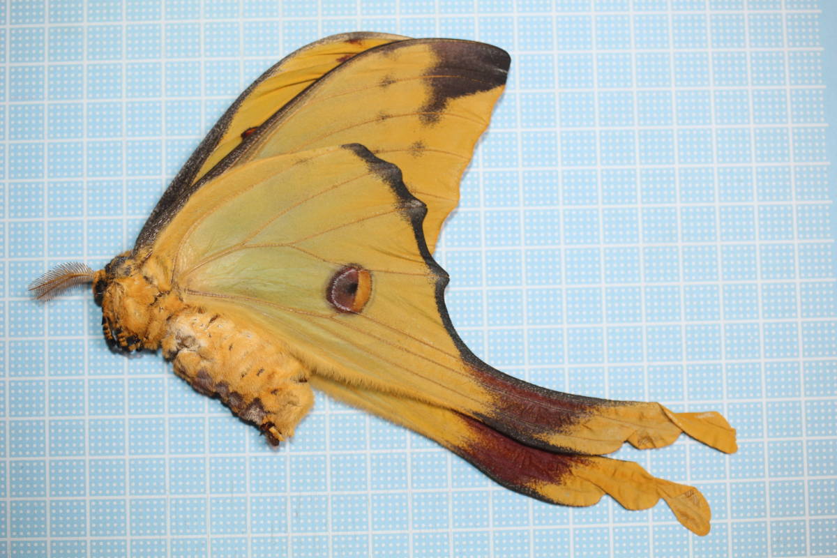 外国産蛾標本 Ubaena fuelleborniana　ヤママユ　蝶　昆虫 外国産蛾標本 Ubaena fuelleborniana ヤママユ 蝶 昆虫 - メルカリ