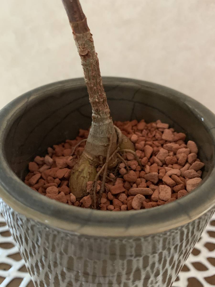 送料込み 実生 フィカス バーガンディ ゴムの木 抜き苗 苗 観葉植物 第四種郵便送料無料 実生苗 検 ガジュマル好きな方にも 塊根植物 の落札情報詳細 ヤフオク落札価格情報 オークフリー スマートフォン版