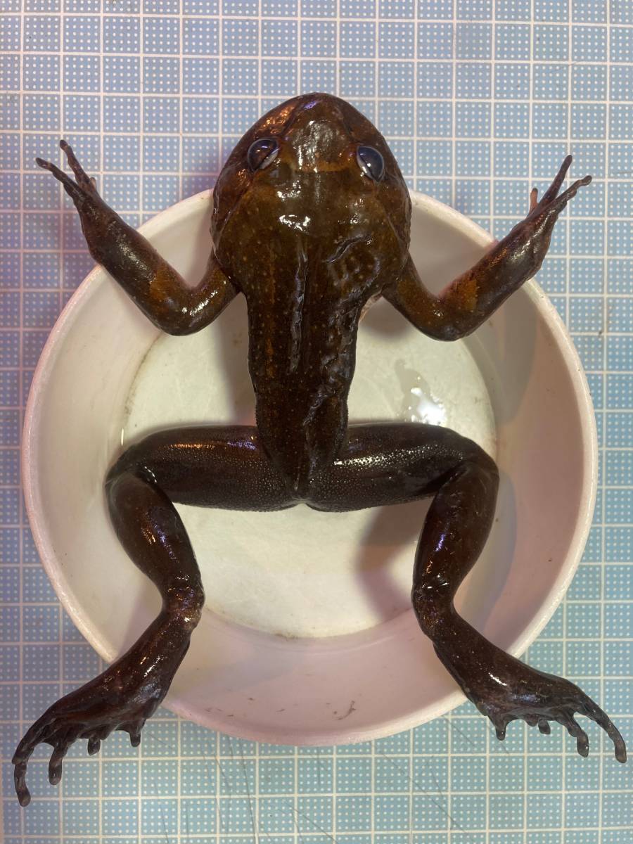 新品 ケガエル トビガエル ミツヅノコノハガエル 希少 標本用 の落札情報詳細 ヤフオク落札価格情報 オークフリー スマートフォン版