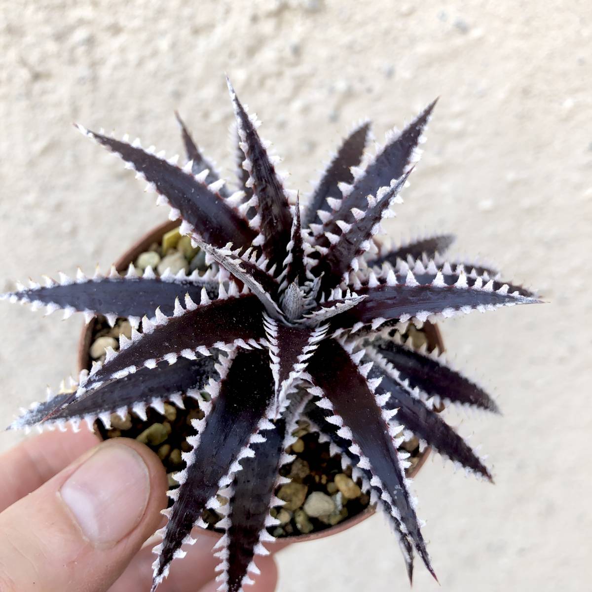 ディッキア ビルベイカー Dyckia tracking code ACC 【公式通販】