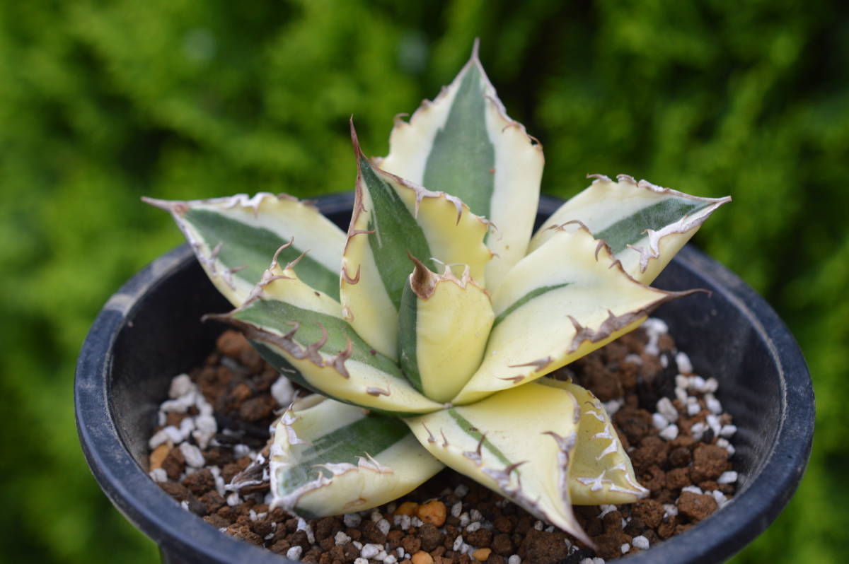 アガベ 　オテロイ　スナグルトゥース　ハーフムーン アガベ オテロイ スナグルトゥース ハーフムーン