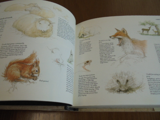 洋書 Animals Of Britain 図鑑 イラスト 英国のあらゆる動物 水生 野生動物 家畜 鹿 リス アザラシ 蛇 美しい図鑑集 の落札情報詳細 ヤフオク落札価格情報 オークフリー スマートフォン版