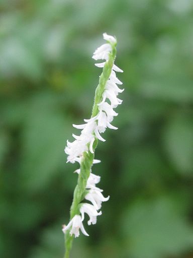新品 純白ネジバナ 日本種 開花株 ７ ５ｃｍ鉢植え込み の落札情報詳細 ヤフオク落札価格情報 オークフリー スマートフォン版